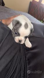 Bulldog francese