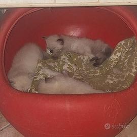 Siamese