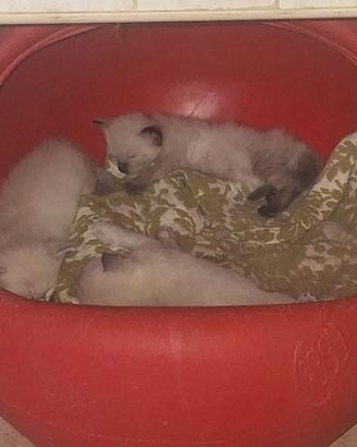 Siamese