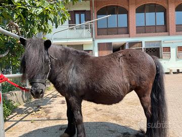 Pony