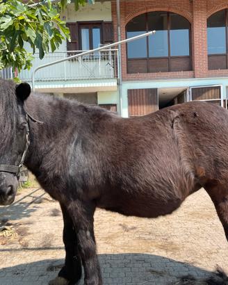Pony