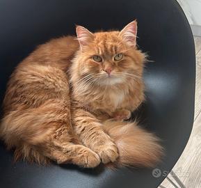 Gattina Siberiane in Rehoming
