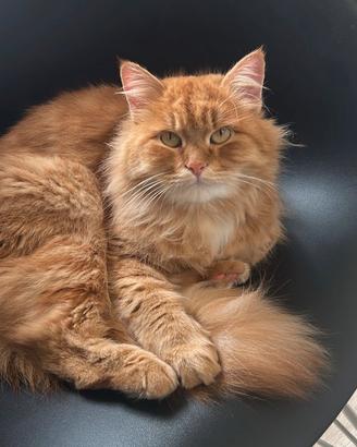 Gattina Siberiane in Rehoming