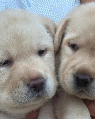 Cuccioli di Labrador