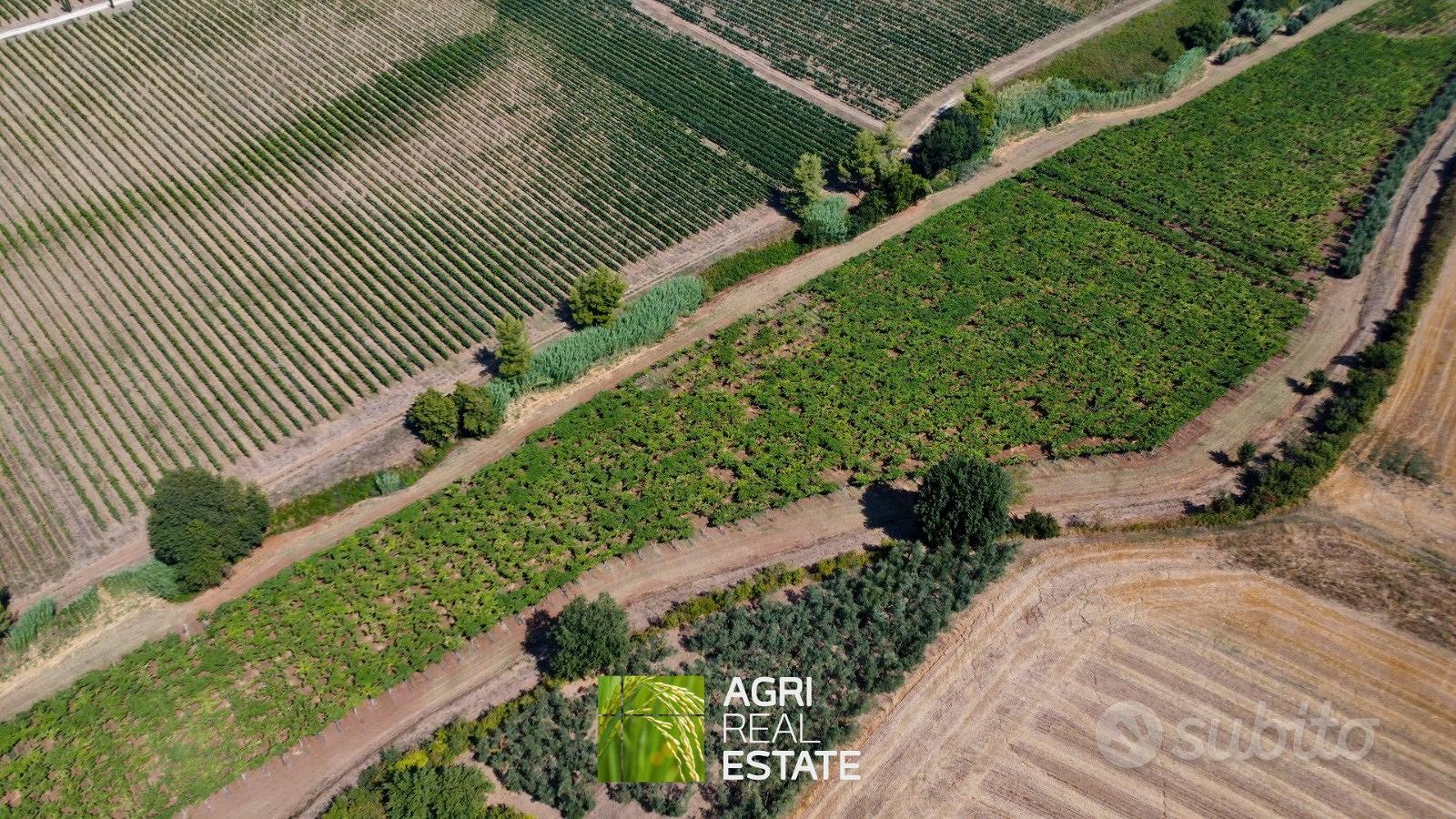 Terreno agricolo 12 ettari con vigneto e uliveto - Altro