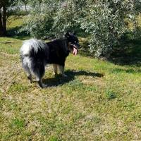 Cane di yakutian laika