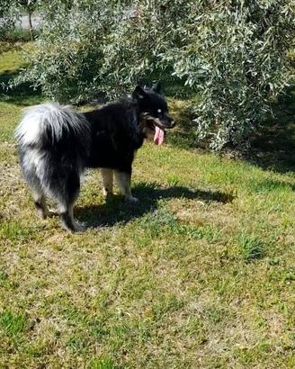 Cane di yakutian laika