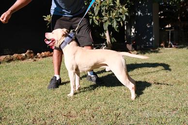 American pitbull terrier maschio