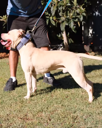 American pitbull terrier maschio