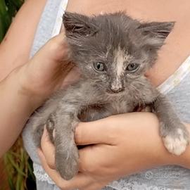 Gattini abituati alla lettiera