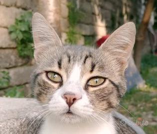 Simba 6 mesi di cucciolosita'