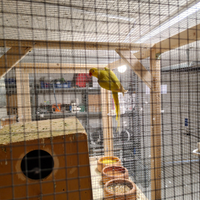 Parrocchetti dal collare