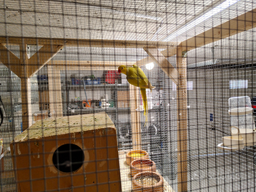 Parrocchetti dal collare