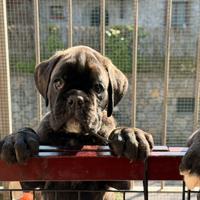 Boxer cucciolo