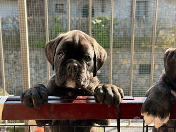 Boxer cucciolo