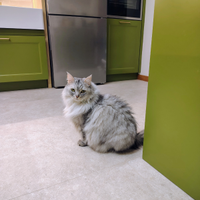 Gatta Siberiana con pedigree