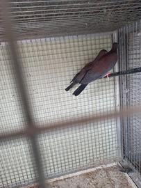 Colombi e tortore esotiche