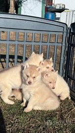 Cuccioli di siberian husky