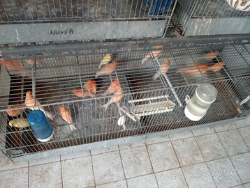 Canarini rossi e gialli