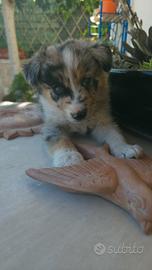 Border collie blue merle