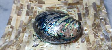 Madreperla conchiglia grande abalone