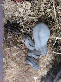 Criceti e topi bianchi