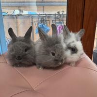 Conigli testa di leone