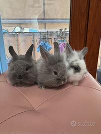 Conigli testa di leone