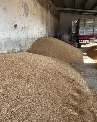 Avena 2025