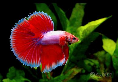 Betta splendens - avannotti e adulti allevati in c