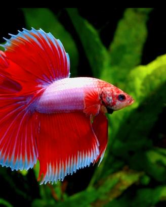 Betta splendens - avannotti e adulti allevati in c
