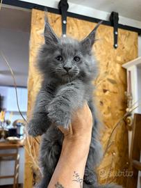 Cuccioli Maine Coon