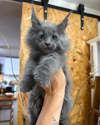 Cuccioli Maine Coon