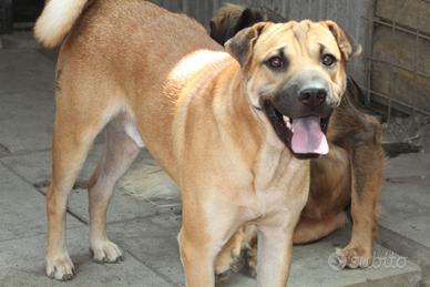 Nino, misto sharpei, 2 anni t/medio/contenuta