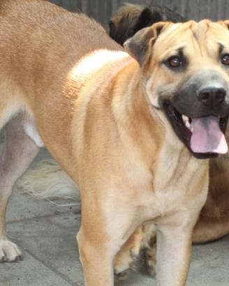 Nino, misto sharpei, 2 anni t/medio/contenuta