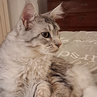 Mainecoon per monta