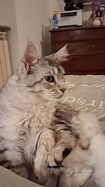 Mainecoon per monta