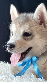SIBERIAN HUSKY CUCCIOLATA CON PEDIGREE 
