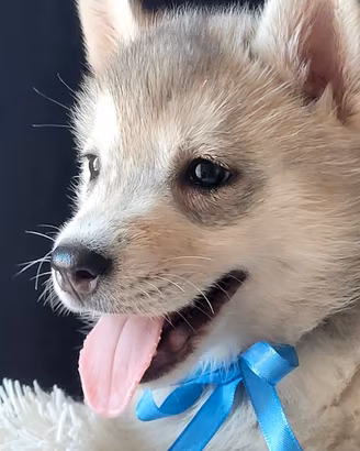 SIBERIAN HUSKY CUCCIOLATA CON PEDIGREE 