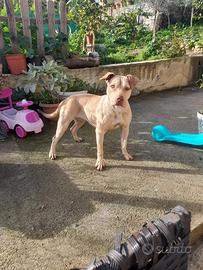 Pitbull