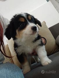 Cucciolo maschio di border collie