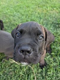 Cane corso