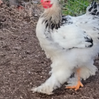 Gallo brahma