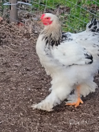 Gallo brahma