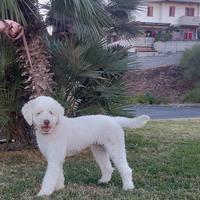 Animali