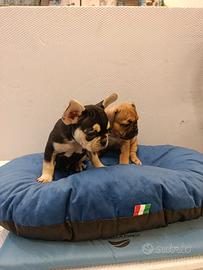 Cuccioli di bulldog francese