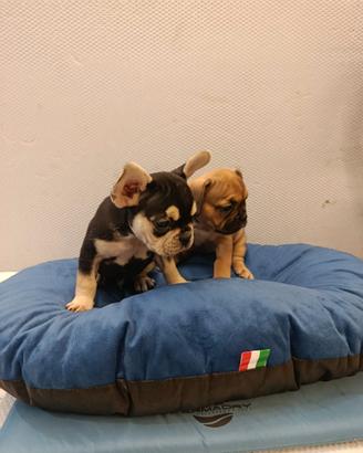 Cuccioli di bulldog francese
