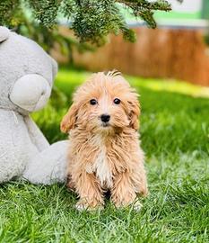 Maltipoo cuccioli