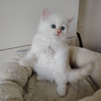 Gattino Siberiano