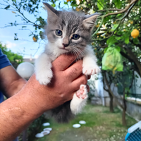 Gattino maschio grigio bianco tigrato 2 mesi